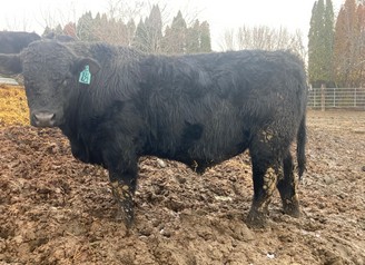 B421
